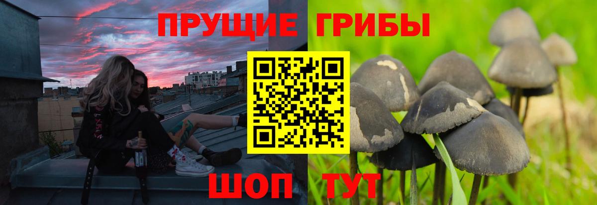 Псилоцибиновые грибы Magic Shrooms  Псилоцибиновые грибы Psilocybine cubensis  Вход с VPN  цены   Семилуки 